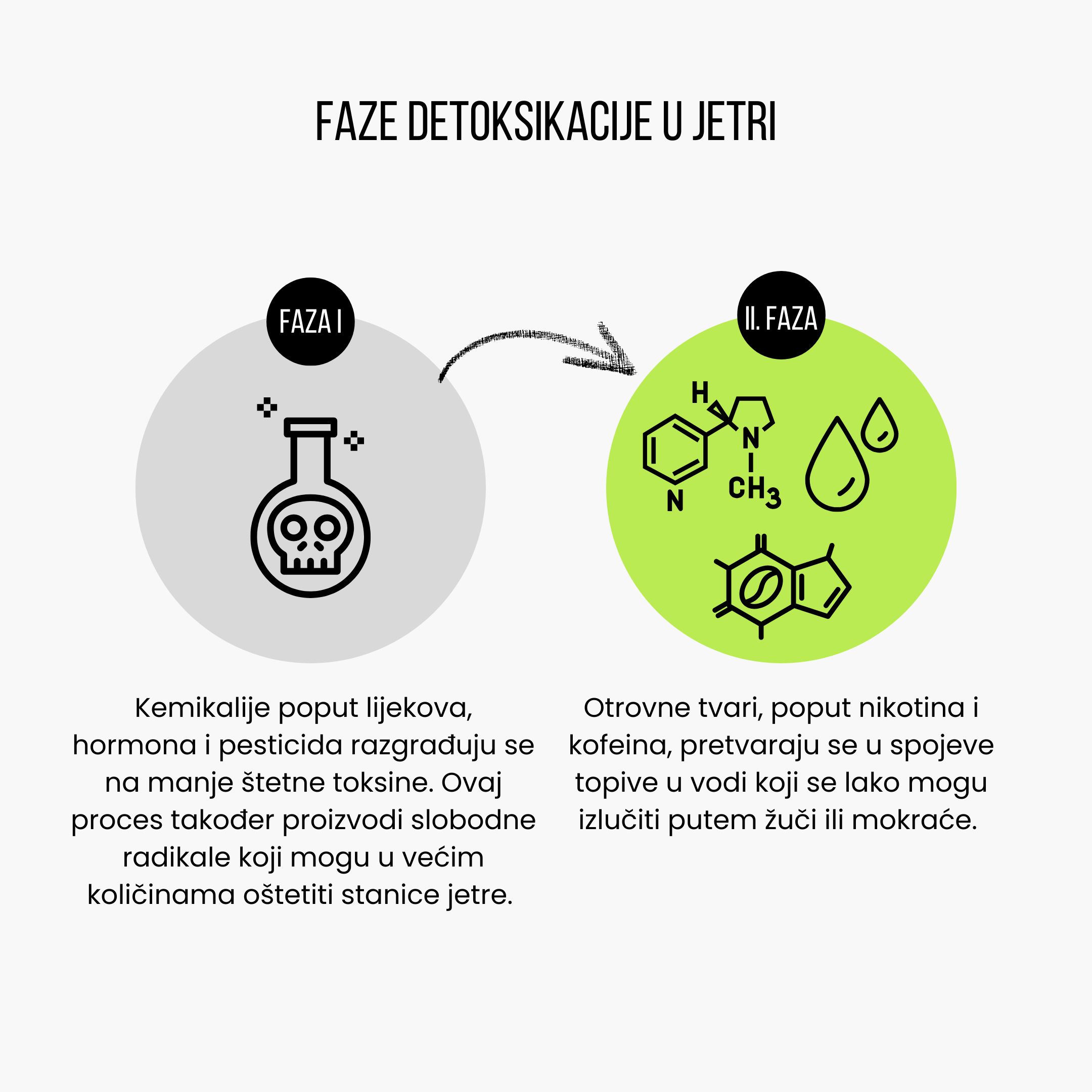 (Chorvatština) Fáze detoxikace v játrech